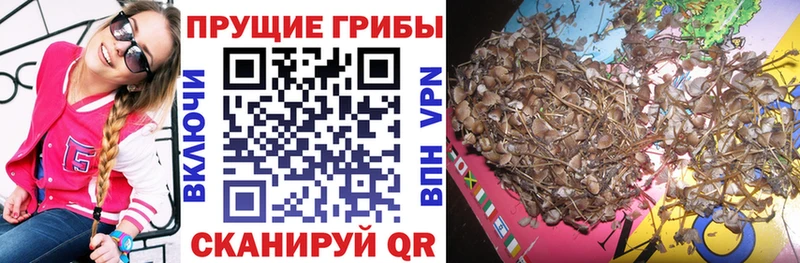 Псилоцибиновые грибы Psilocybine cubensis  Балей 
